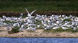 Sandwich Tern