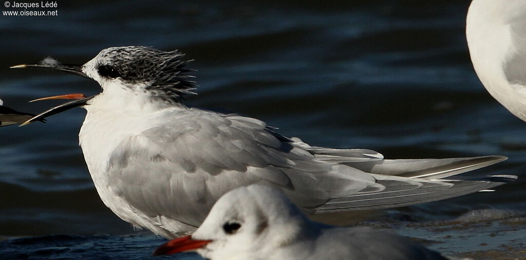 Sandwich Tern