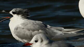 Sandwich Tern