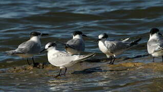 Sandwich Tern