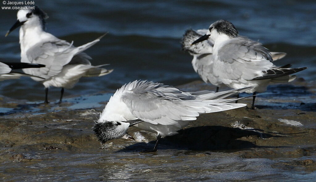 Sandwich Tern