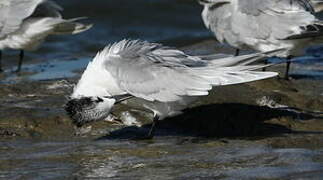 Sandwich Tern