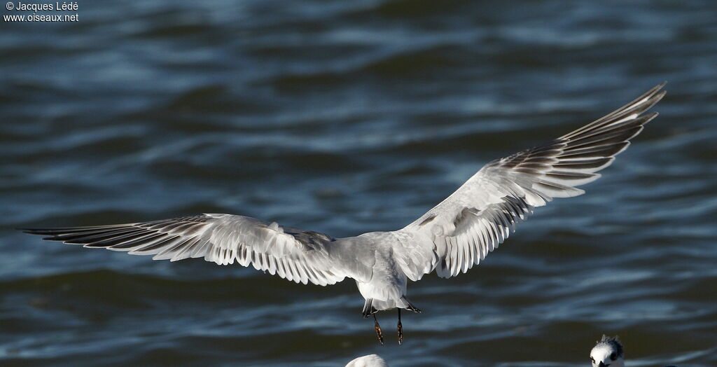 Sandwich Tern