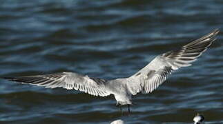 Sandwich Tern