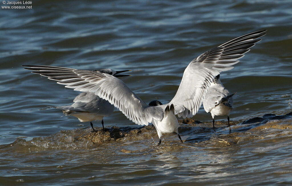 Sandwich Tern