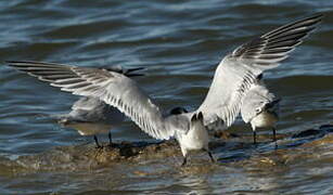 Sandwich Tern