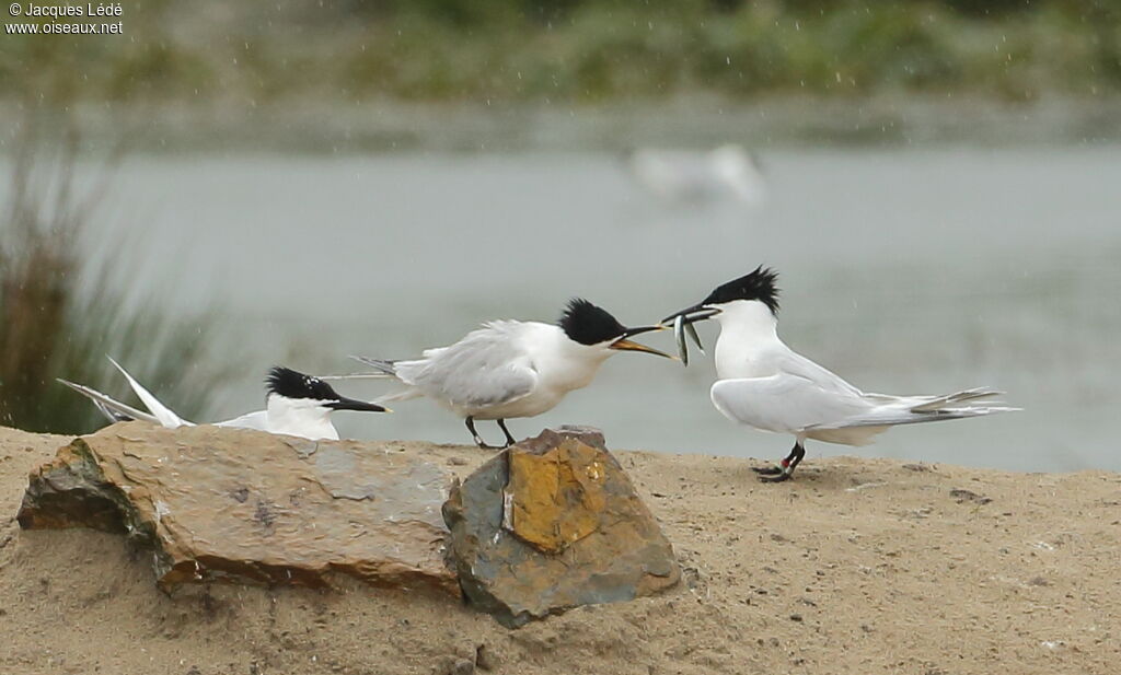 Sandwich Tern