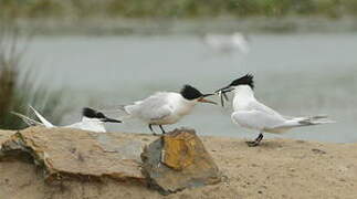 Sandwich Tern