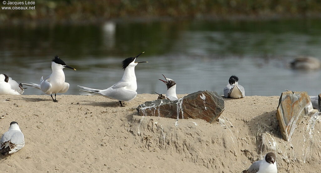 Sandwich Tern