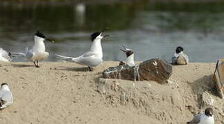 Sandwich Tern