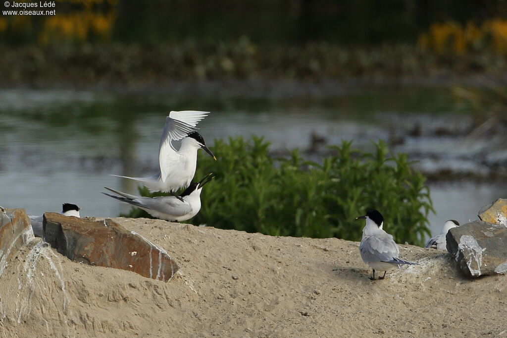 Sandwich Tern