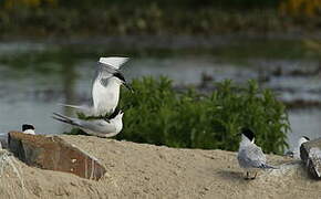 Sandwich Tern