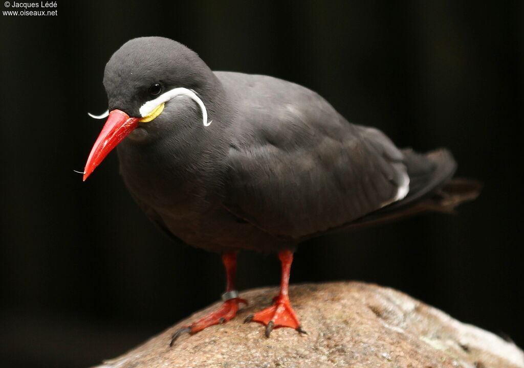 Inca Tern