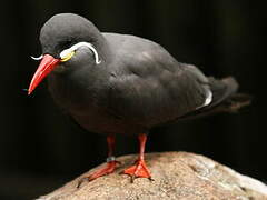 Inca Tern