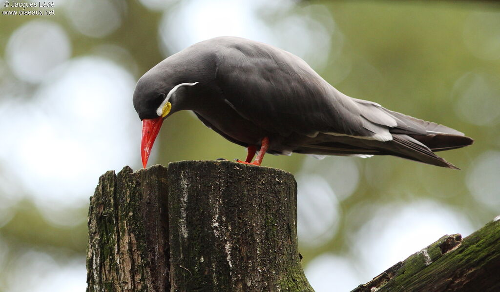 Inca Tern