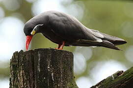 Inca Tern