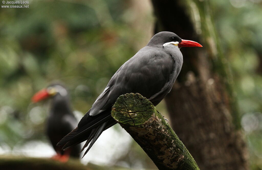 Inca Tern