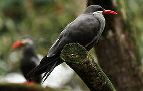 Inca Tern