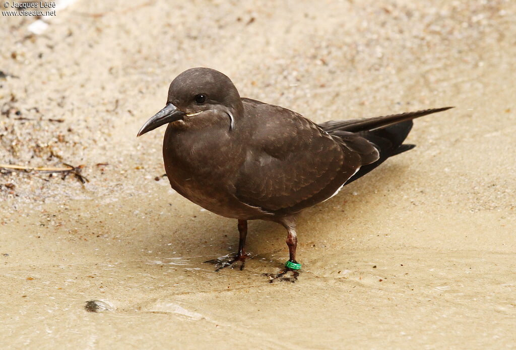 Inca Tern