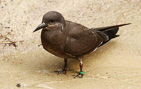 Inca Tern