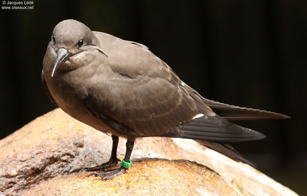 Inca Tern