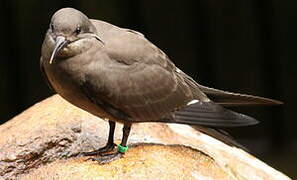 Inca Tern