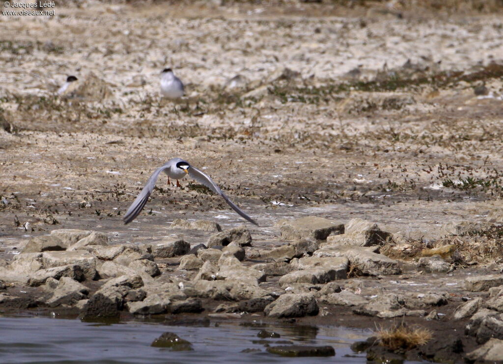 Little Tern