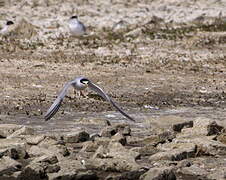 Little Tern