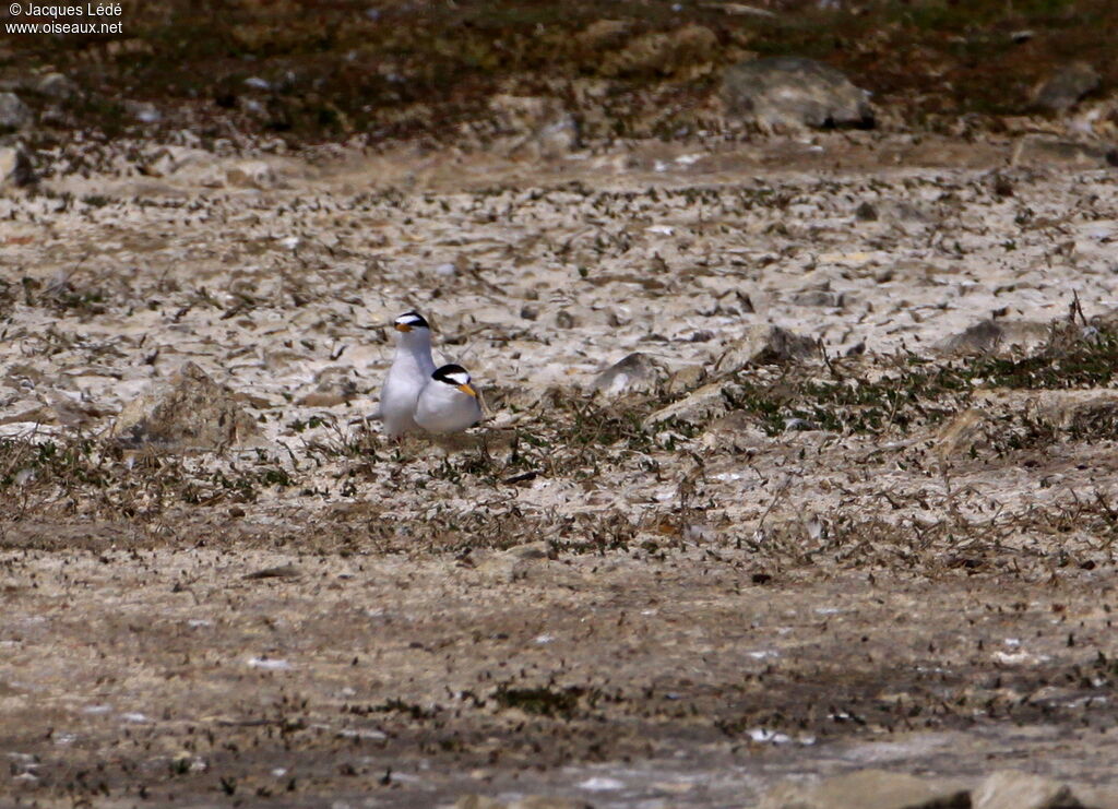 Little Tern