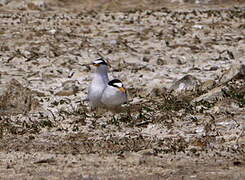 Little Tern