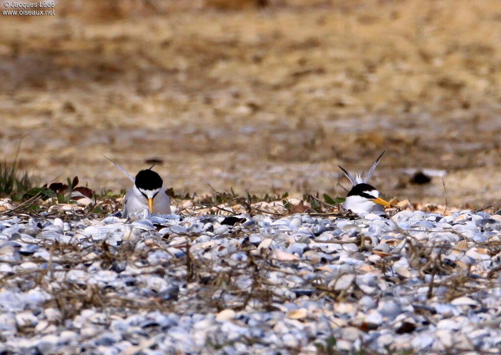 Little Tern