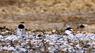 Little Tern