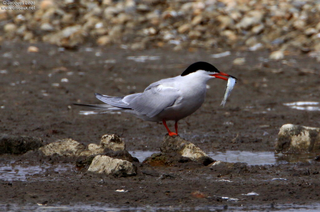 Common Tern