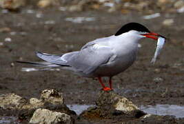 Common Tern