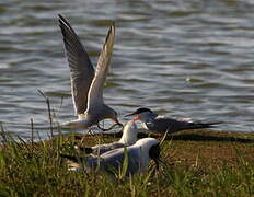 Common Tern