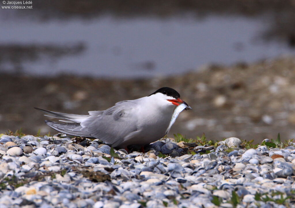 Common Tern