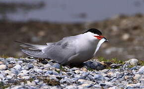 Common Tern