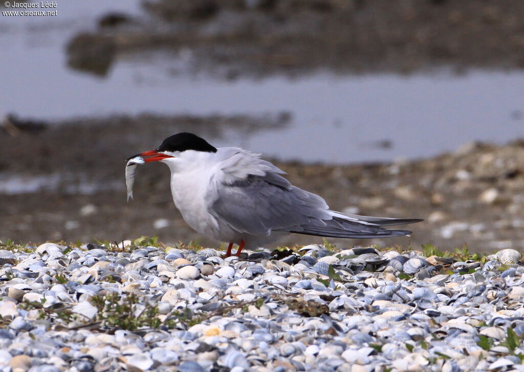 Common Tern