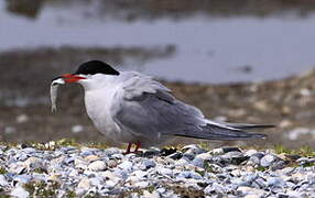 Common Tern