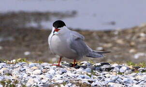 Common Tern