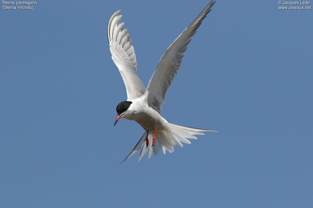 Common Tern