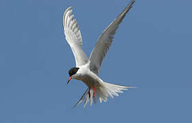 Common Tern