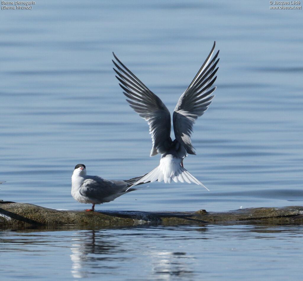 Common Tern