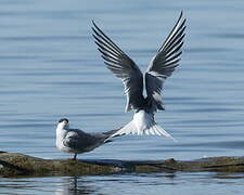 Common Tern