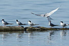 Common Tern