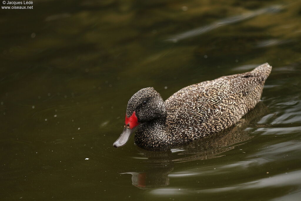 Freckled Duck