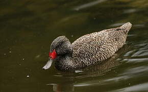 Freckled Duck