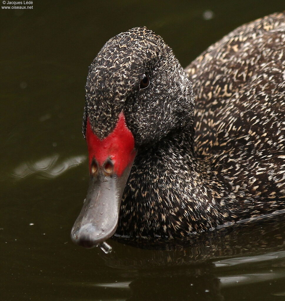 Freckled Duck