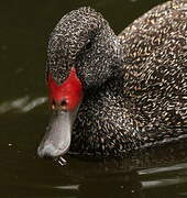 Freckled Duck