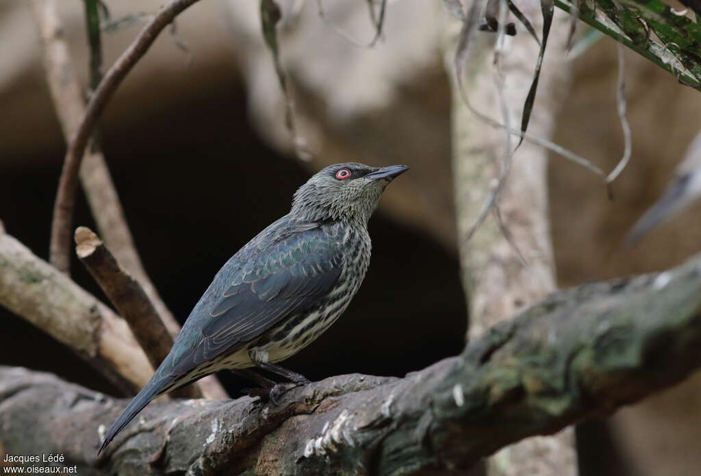 Stourne bronzéimmature, identification